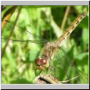 Sympetrum striolatum - Grosse Heidelibelle w04.jpg